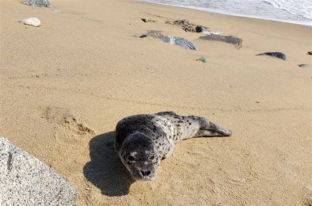 지난 5일 오전 9시36분쯤 강원도 강릉시 영진해변에 새끼물범 1마리가 출현했다. 물범은 관광객 신고로 구조돼 경포아쿠아리움으로 옮겨졌다.  속초해양경찰서 제공