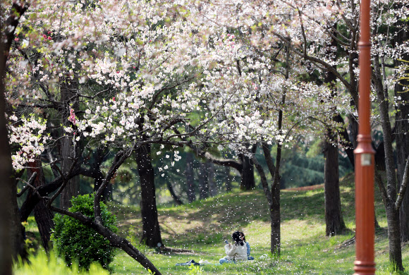 7일 오후 광주 북구 전남대학교 교정에 핀 벚꽃이 바람에 날려 떨어지고 있다. 2020.4.7  연합뉴스