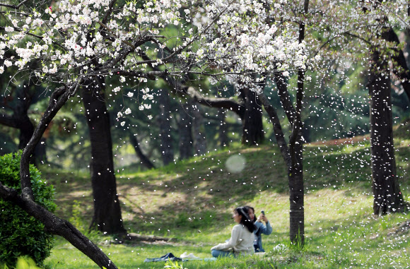 7일 오후 광주 북구 전남대학교 교정에 핀 벚꽃이 바람에 날리고 있다. 2020.4.7  연합뉴스