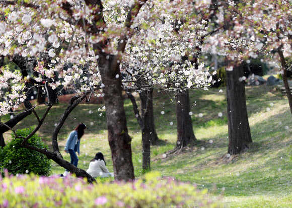 7일 오후 광주 북구 전남대학교 교정에 핀 벚꽃이 바람에 날리고 있다. 2020.4.7  연합뉴스