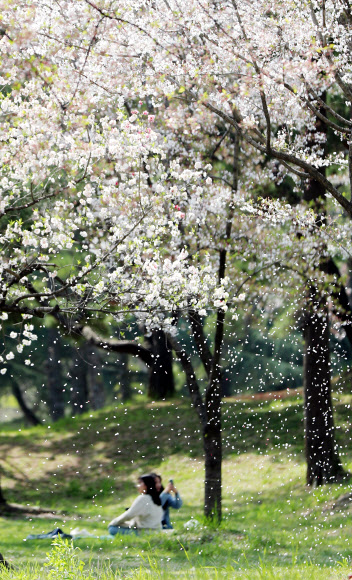 7일 오후 광주 북구 전남대학교 교정에 핀 벚꽃이 바람에 날려 떨어지고 있다. 2020.4.7  연합뉴스
