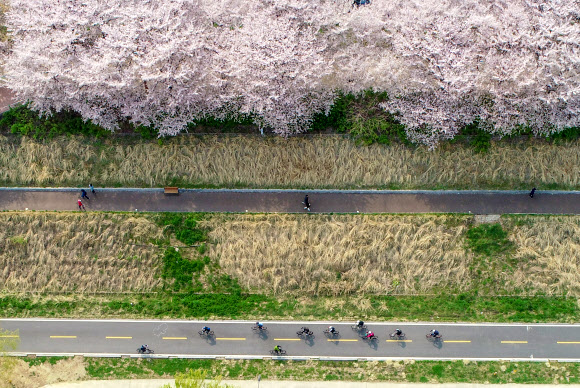 7일 오전 서울 양천구 안양천을 따라 분홍빛 벚꽃이 만개해 있다. 2020.4.7  연합뉴스