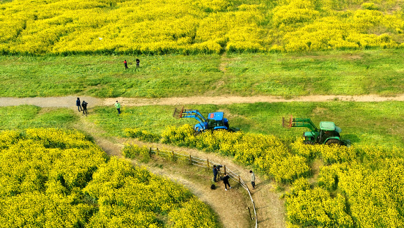 대규모 제주 유채광장 갈아엎는 트랙터