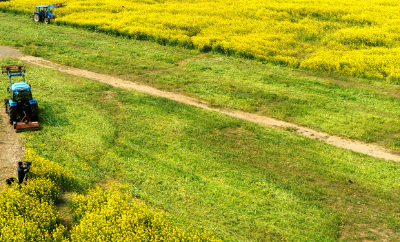 대규모 제주 유채광장 갈아엎는 트랙터