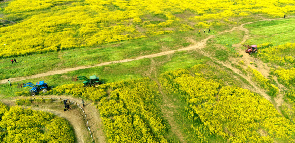 대규모 제주 유채광장 갈아엎는 트랙터