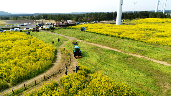 대규모 제주 유채광장 갈아엎는 트랙터