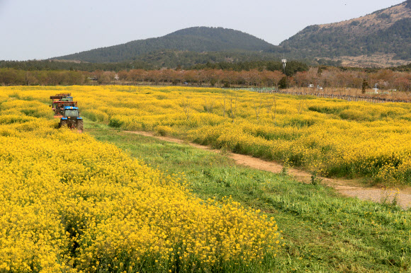제주 유채꽃 광장 갈아엎는 트랙터