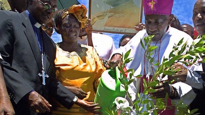   7일(이하 현지시간) 평소 강론하던 나이로비의 성가족 마이너 성당 묘지에 안장된 은딩기 므와나 아은제키(오른쪽) 케냐 가톨릭 대주교가 2005년 4월 7일 나이로비의 우후루 공원에서 요한바오로 2세 교황을 기리는 식수를 한 뒤 올리브 나무에 물을 주고 있다. 노벨평화상 수상자 왕가리 마타이(왼쪽 두 번째) 교수가 이를 지켜보고 있다. AFP 자료사진 