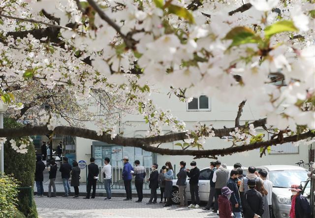 벚꽃 아래 사전투표 긴 줄