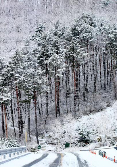 겨울로 돌아간 태백