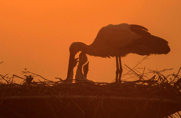 새벽부터 바쁜 황새
