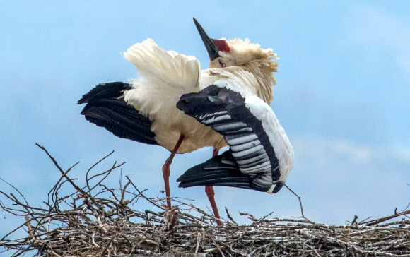 황새의 애정표시