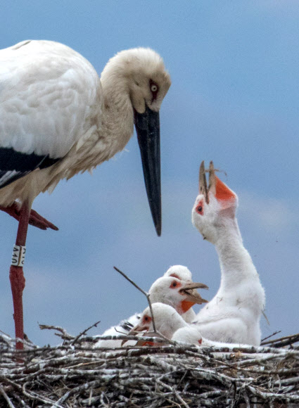 행복한 황새 부자