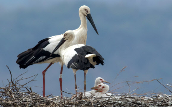 예산 황새부부 부화성공