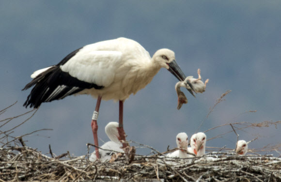 죽은 자식을 치우는 황새