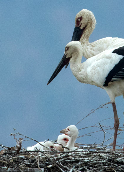 새끼를 돌보는 황새부부