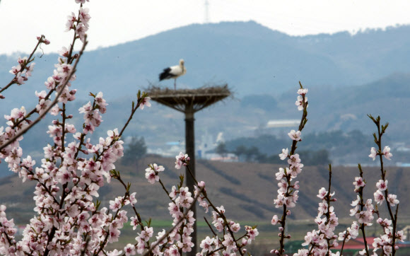 복사꽃과 황새둥지