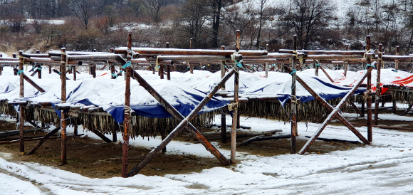 눈 덮인 황태덕장