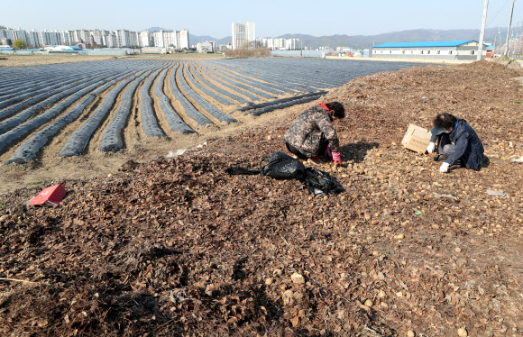 14일 오전 강원 춘천시 우두동의 한 공터에 전날 쌓여있던 감자가 대부분 동이 나 있다. 한 지역 농가는 지난해 풍작으로 저장 감자 가격이 떨어지고 학교 급식 중단 등으로 납품 경로가 줄어들자 감자를 주민들에게 무상으로 나눠주기 위해 전날 이곳에 감자를 쏟아놓은 것으로 알려졌다. 2020.4.14  연합뉴스