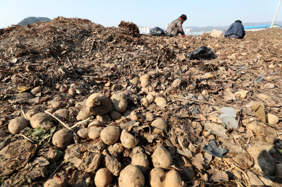 14일 오전 강원 춘천시 우두동의 한 공터에 전날 쌓여있던 감자가 대부분 동이 나 있다. 한 지역 농가는 지난해 풍작으로 저장 감자 가격이 떨어지고 학교 급식 중단 등으로 납품 경로가 줄어들자 감자를 주민들에게 무상으로 나눠주기 위해 전날 이곳에 감자를 쏟아놓은 것으로 알려졌다. 2020.4.14  연합뉴스