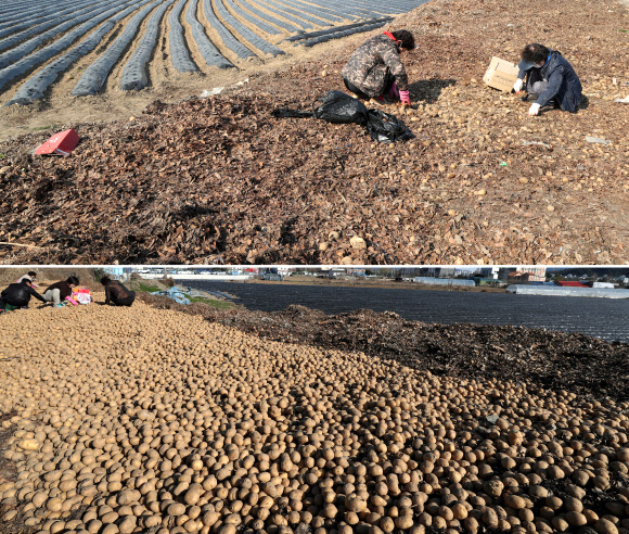 14일 오전 강원 춘천시 우두동의 한 공터에 전날 쌓여있던 감자가 대부분 동이 나 있다. 아래 사진은 지난 13일 같은 장소에 쌓여있는 감자 더미. 한 지역 농가는 지난해 풍작으로 저장 감자 가격이 떨어지고 학교 급식 중단 등으로 납품 경로가 줄어들자 감자를 주민들에게 무상으로 나눠주기 위해 전날 이곳에 감자를 쏟아놓은 것으로 알려졌다. 2020.4.14 연합뉴스