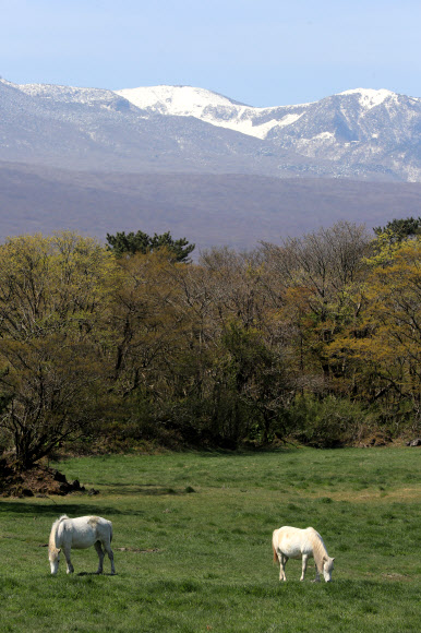 14일 오전 제주시 용강동 마방목지에서 천연기념물 제347호 제주마들이 한가로이 풀을 뜯고 있다.  뒤로 보이는 한라산 정상부에 눈이 쌓여 있는 모습이 이채롭다. 2020.4.14  연합뉴스