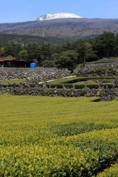 14일 오전 제주 서귀포시 상효동 서귀다원 뒤로 눈 쌓인 한라산이 보인다. 2020.4.14  연합뉴스