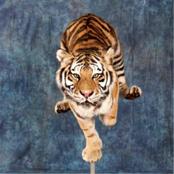 서울대공원, 자연사한 시베리아호랑이 박제해 공개