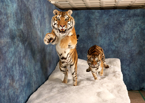 서울대공원, 자연사한 시베리아호랑이 박제해 공개