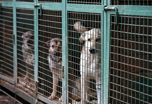 거리의 개들이 17일(현지시간) 러시아 모스크바에서 코로나 19 대유행에, 법원 명령으로 Zoorassvet 동물 보호소로 이동됐다. 타스 연합뉴스