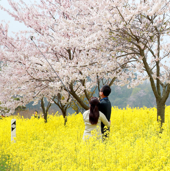 유채꽃?벚꽃 활짝 핀 태안