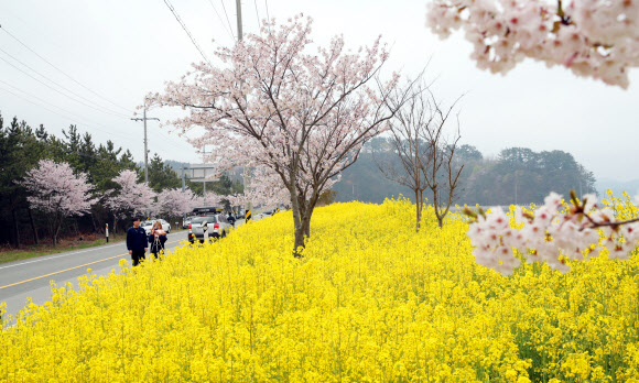 유채꽃.벚꽃 활짝 핀 태안