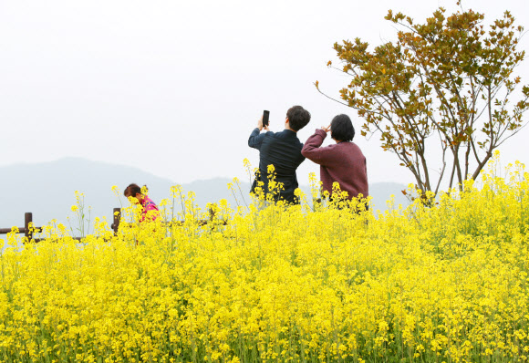 유채꽃 활짝 핀 태안