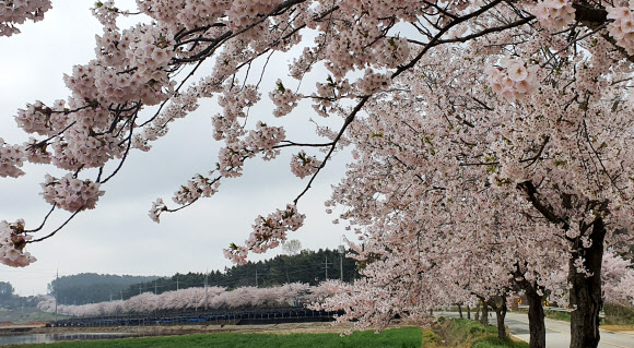 태안 벚꽃 절정