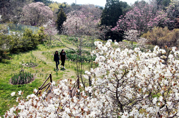 19일 충남 태안군 소원면 천리포수목원 미공개 구역에서 수목원 직원들이 활짝 핀 목련을 살피고 있다. ‘희귀식물의 보고’로 불리는 천리포수목원에는 840여종의 목련이 자생한다. 2020.4.19  연합뉴스