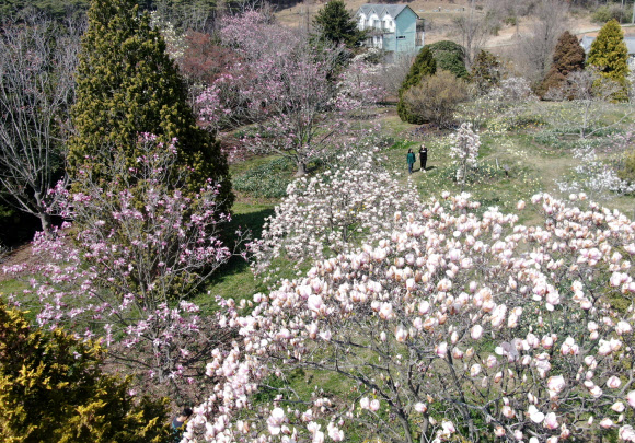 19일 충남 태안군 소원면 천리포수목원 미공개 구역에서 수목원 직원들이 활짝 핀 목련을 살피고 있다. ‘희귀식물의 보고’로 불리는 천리포수목원에는 840여종의 목련이 자생한다. 2020.4.19  연합뉴스