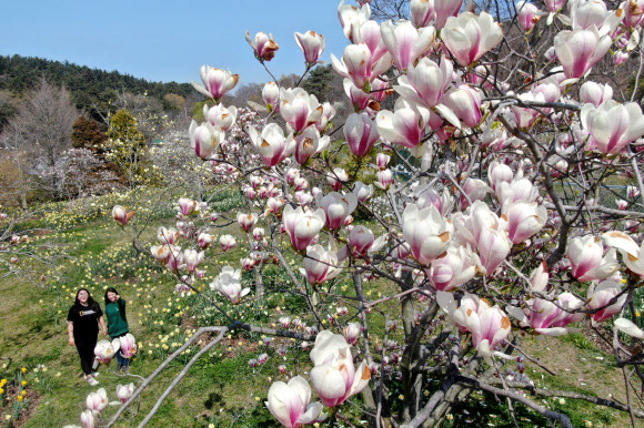 19일 충남 태안군 소원면 천리포수목원 미공개 구역에서 수목원 직원들이 활짝 핀 목련을 살피고 있다. ‘희귀식물의 보고’로 불리는 천리포수목원에는 840여종의 목련이 자생한다. 2020.4.19  연합뉴스