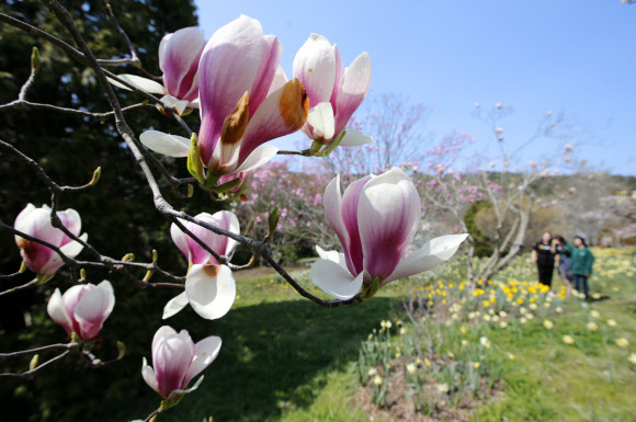 19일 충남 태안군 소원면 천리포수목원 미공개 구역에서 수목원 직원들이 활짝 핀 목련을 살피고 있다. ‘희귀식물의 보고’로 불리는 천리포수목원에는 840여종의 목련이 자생한다. 2020.4.19  연합뉴스