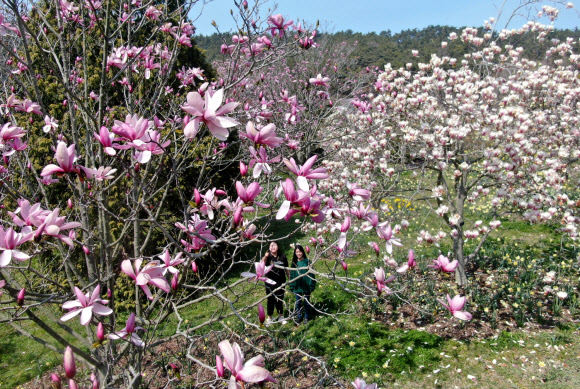 19일 충남 태안군 소원면 천리포수목원 미공개 구역에서 수목원 직원들이 활짝 핀 목련을 살피고 있다. ‘희귀식물의 보고’로 불리는 천리포수목원에는 840여종의 목련이 자생한다. 2020.4.19  연합뉴스