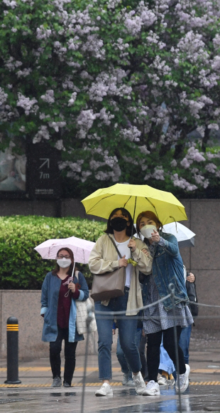 봄비가 내려 곡식을 기름지게 한다는 곡우인 19일 서울 중구 광화문광장 인근에서 시민들이 우산을 쓴 채 활짝 핀 라일락 꽃 아래를 지나고 있다. 박지환 기자 popocar@seoul.co.kr