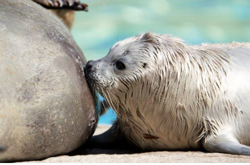 서울대공원서 ‘멸종위기 천연기념물’ 점박이물범 태어나