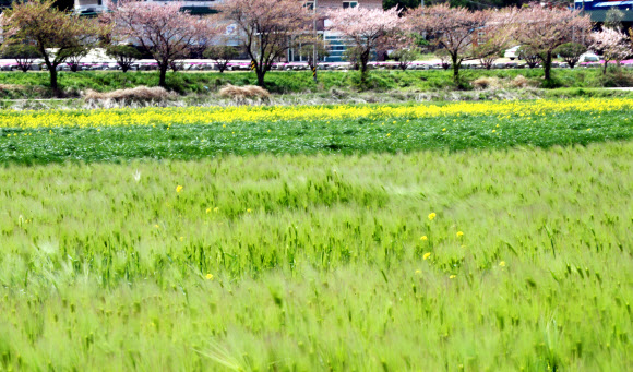 봄 시샘하는 바람에 흔들리는 보리
