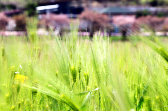 봄 시샘하는 바람에 흔들리는 보리