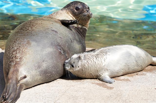서울대공원, 천연기념물 점박이물범 탄생