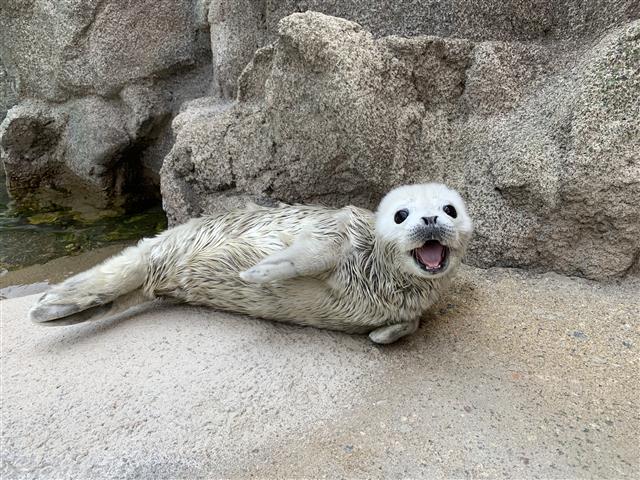 서울대공원서 ‘천연기념물’ 점박이물범 태어나