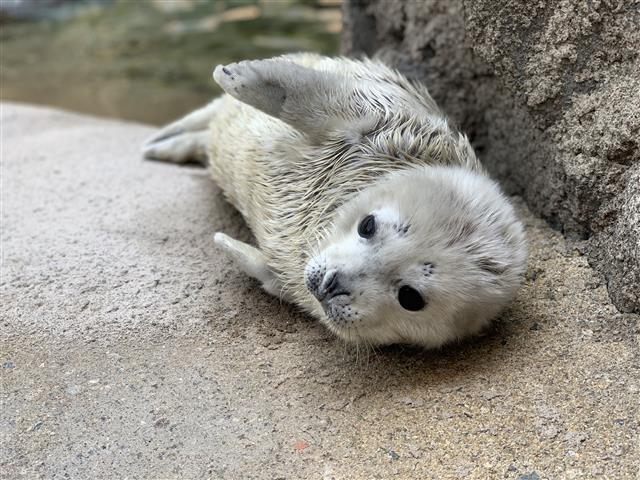 서울대공원 해양관서 태어난 천연기념물 점박이물범