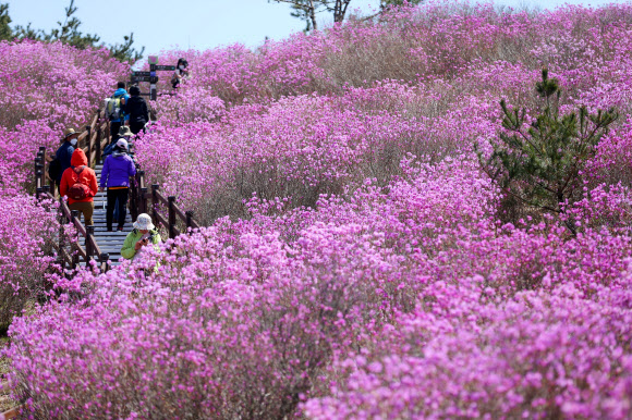‘참꽃 핀 비슬산’