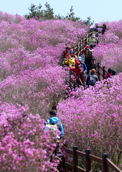 ‘참꽃 핀 비슬산’
