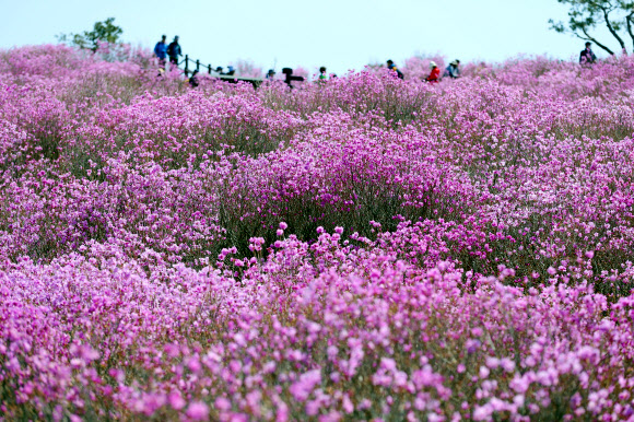 ‘참꽃 핀 비슬산’