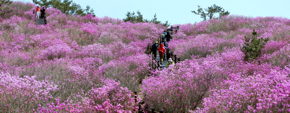 ‘참꽃 핀 비슬산’